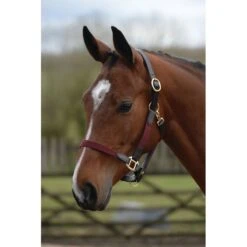 Kincade Leather Web Halter - Burgundy/Brown