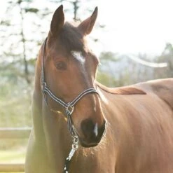 Horze Nice Halter - Black