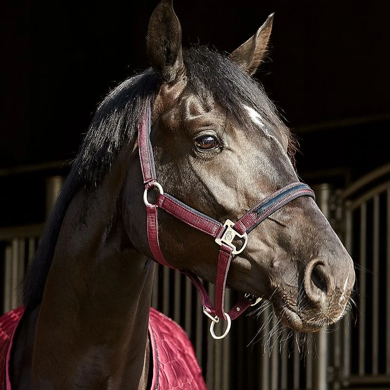 Catago Catago Attitude Halter - Red 2 Catago Catago Attitude Halter - Red - Image 2