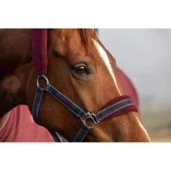 Rambo Padded Halter - Burgundy/Burgund/Teal/Navy