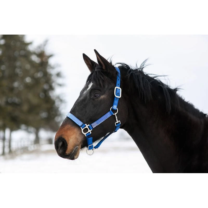Kensington Premium Nylon Halter - Kentucky Blue 1 Kensington Premium Nylon Halter - Kentucky Blue