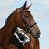 Collegiate Syntovia+ Padded Raised Cavesson Bridle - Black