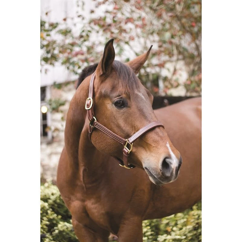 Perri's 1" Professional Leather Show Halter - Hazelnut 2 Perri's 1" Professional Leather Show Halter - Hazelnut - Image 2