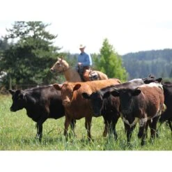 Toklat RanchBoss Western Fleece Cinch - Brown 5 Toklat RanchBoss Western Fleece Cinch - Brown -Tackof The Day Shop 547719 800 800
