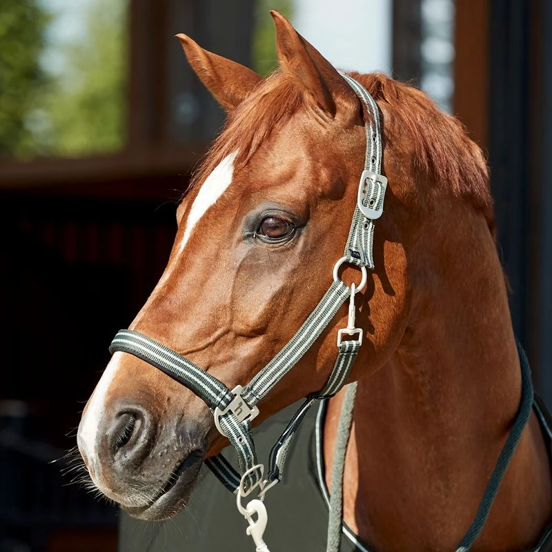 Horze Bari Neoprene Padded Halter & Lead Set - Climbing Ivy Green 2 Horze Bari Neoprene Padded Halter & Lead Set - Climbing Ivy Green - Image 2