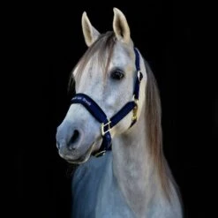 Back On Track Werano Halter - Blue -Tackof The Day Shop 669481 800 800