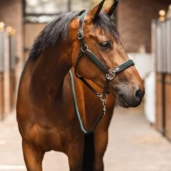 B Vertigo Evolve Leather Halter W/Braided Accents - Jungle Green -Tackof The Day Shop 698824 800 800